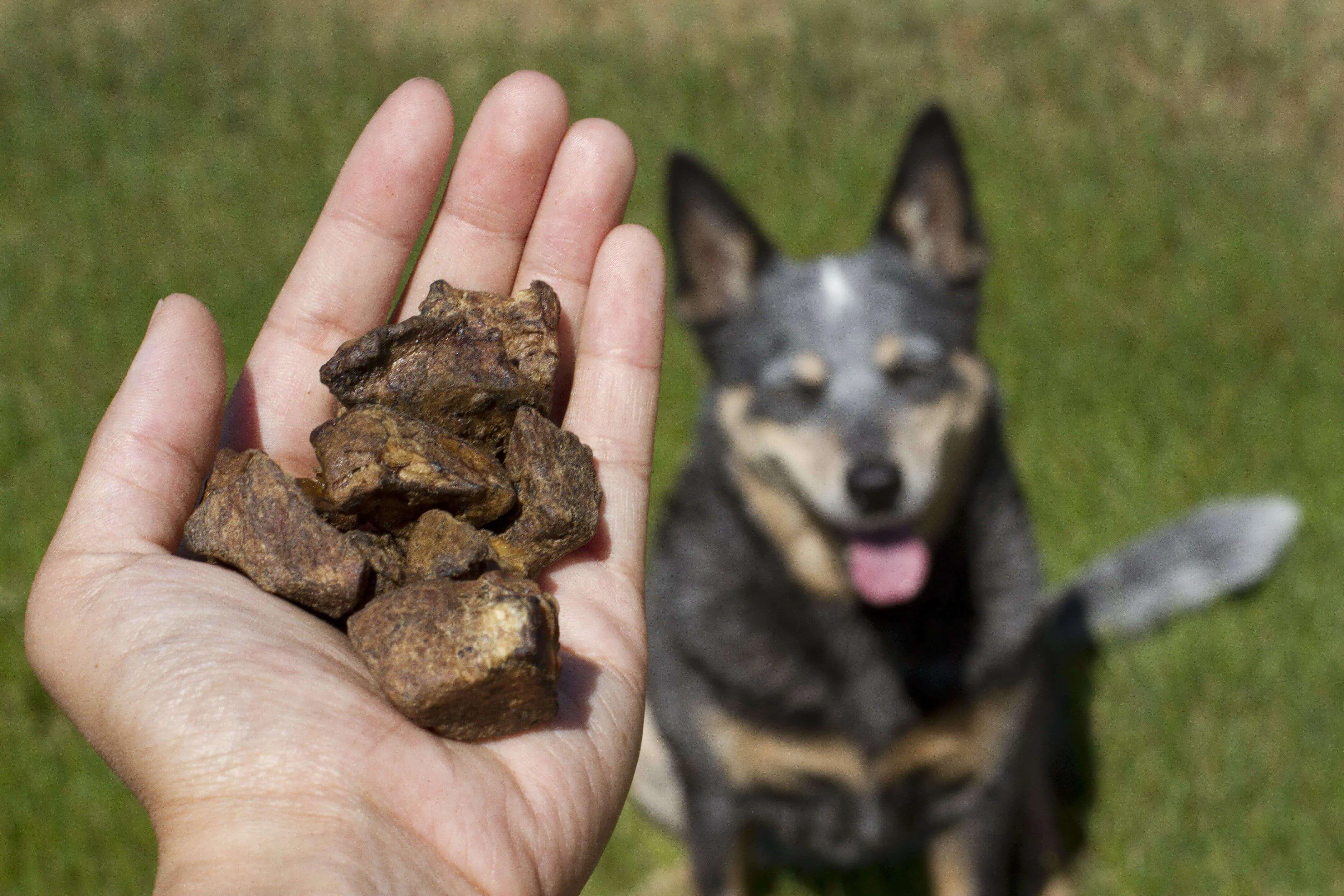 Bully Nuggets® Training Treats