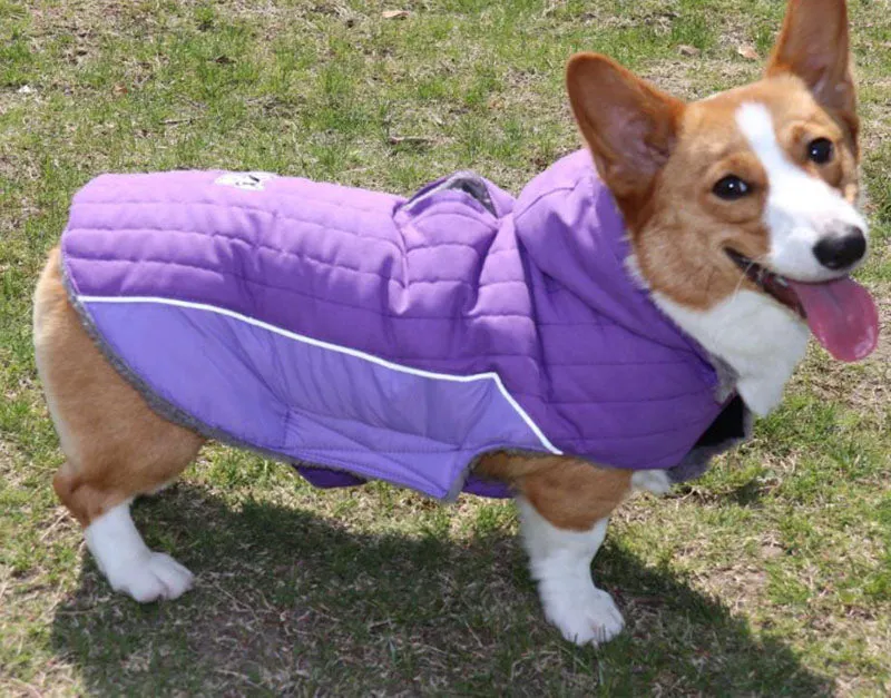 Detachable cap autumn and winter pet clothes