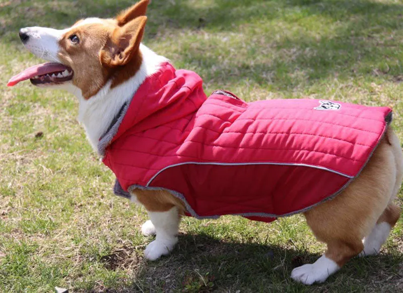Detachable cap autumn and winter pet clothes