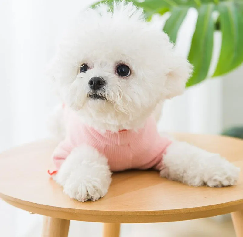 Four seasons solid color breathable strawberry sweater bottoming shirt pet clothes
