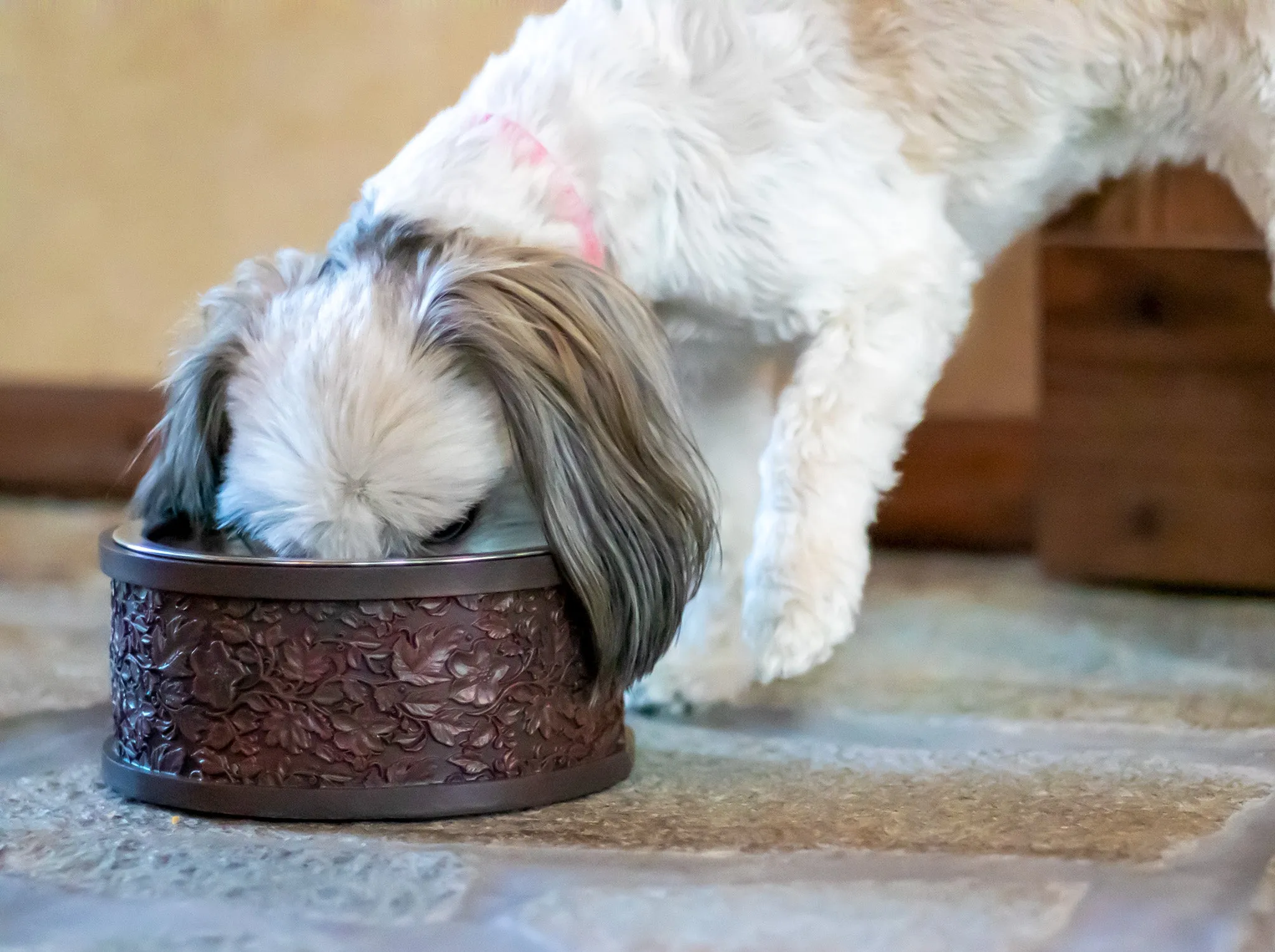 Jackson Small Dog Bowl