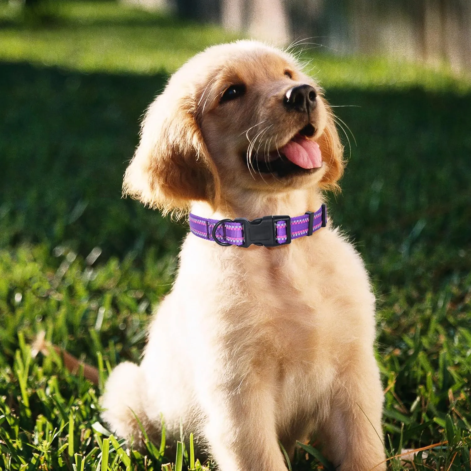 Mile High Life Nylon Night Light Glow Collar, Reflective Light Up Dog Collar, Fluorescent Self-Luminescent Strap for Small Medium Large Dogs (Purple, S Neck11-15")