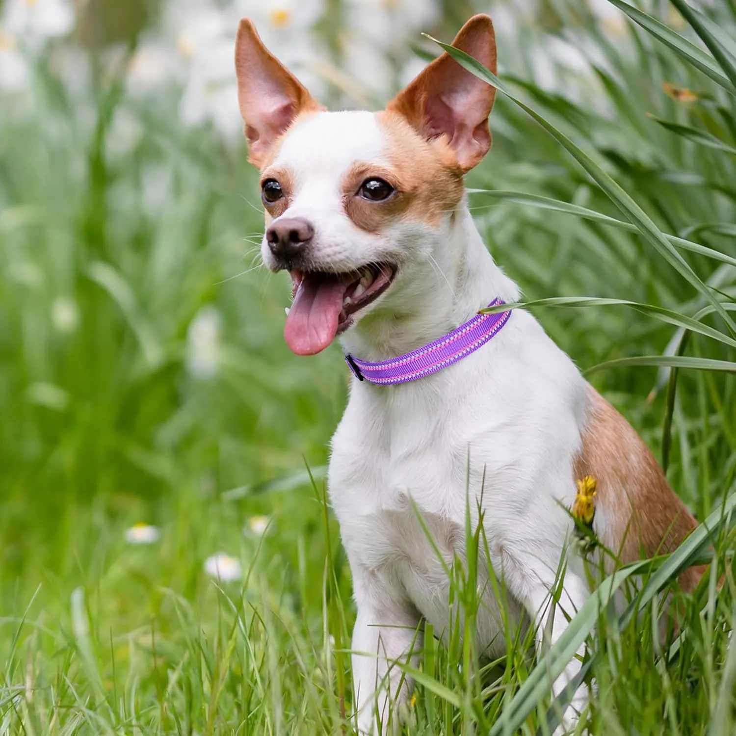 Mile High Life Nylon Night Light Glow Collar, Reflective Light Up Dog Collar, Fluorescent Self-Luminescent Strap for Small Medium Large Dogs (Purple, S Neck11-15")