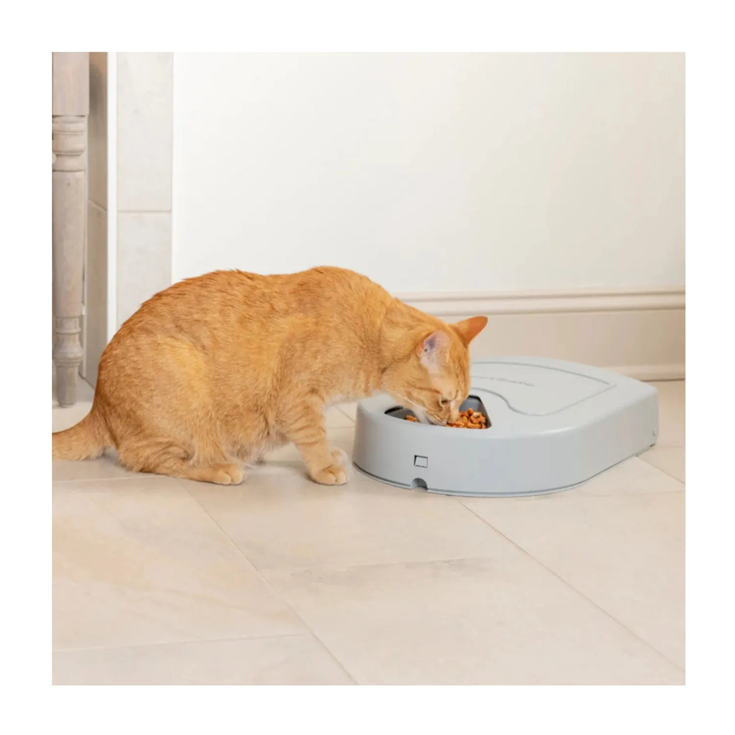 PetSafe Automatic 5 Meal Pet Feeder