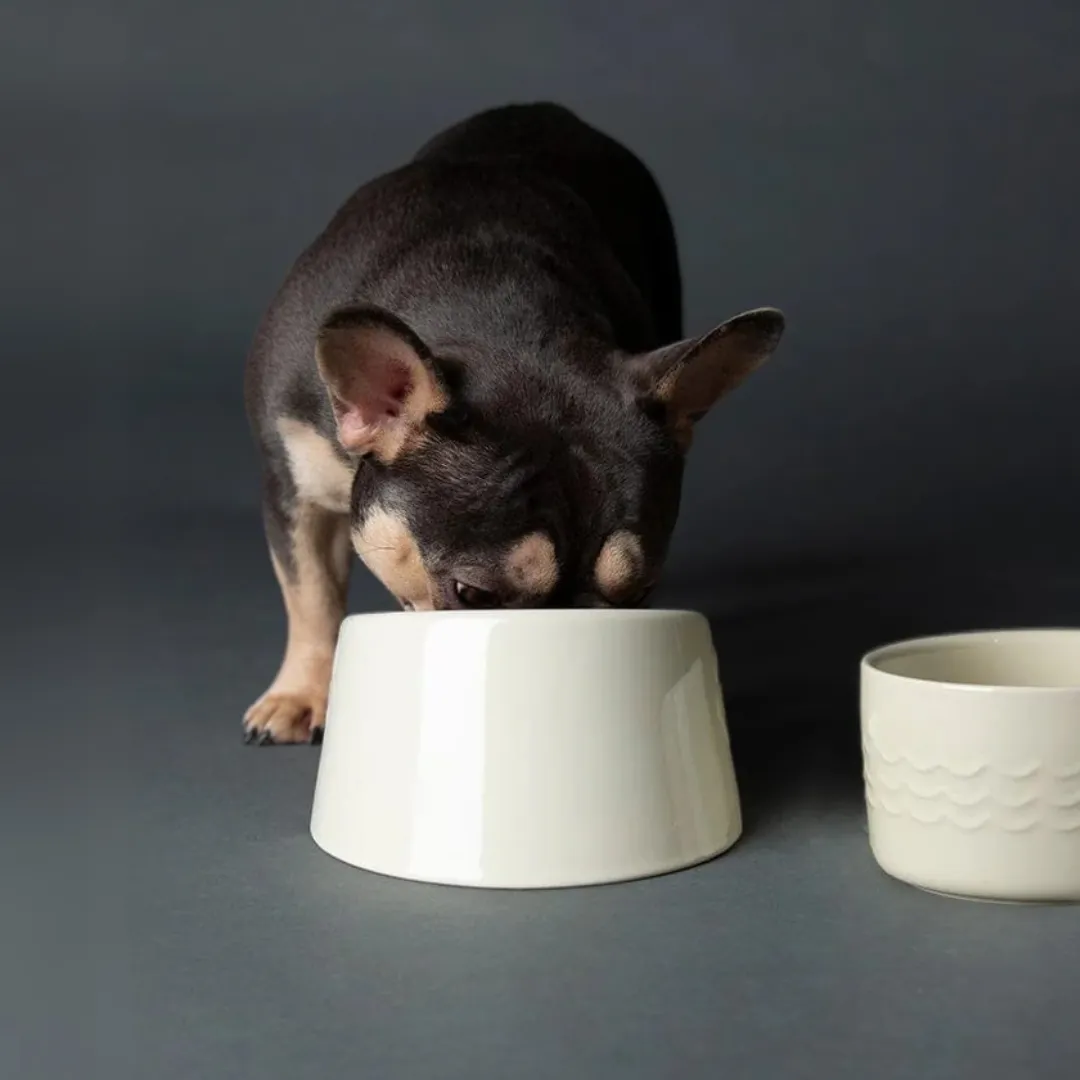 Scruffs Icon Flat Faced Pet Bowl for Brachycephalic Dogs & Cats