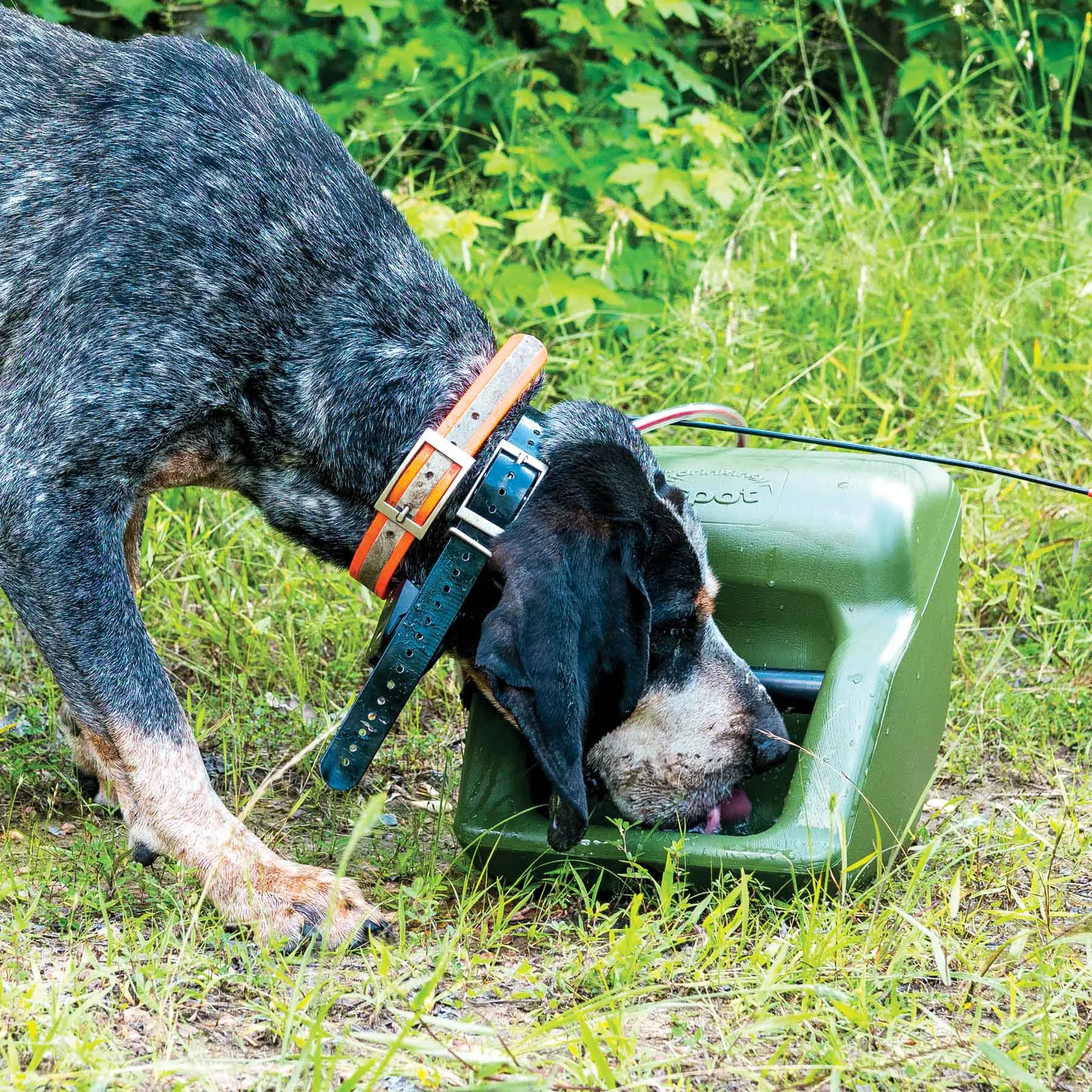 Spot Dog Waterer