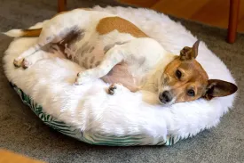 The Folded Pillow Dog Bed