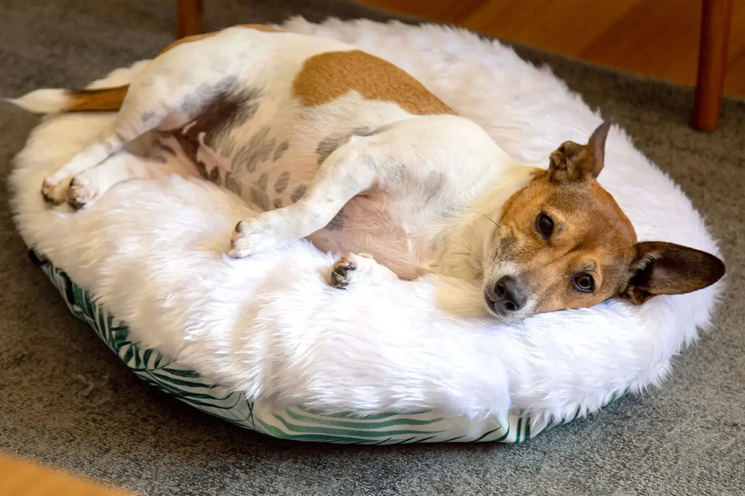 The Folded Pillow Dog Bed